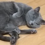 [드루와] 우리 <b>고앵이</b>