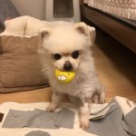 [드루와] <b>포메</b> 옷좀 골라주라ㅠㅠㅠ복받을거야