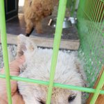 [강아지] <b>옴</b>으로 괴로워하는 3개월 꼬맹이 입니다