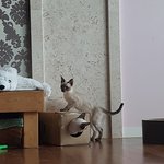 [고양이] 초코랑 사탕이 1