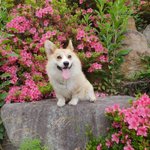 [강아지] 웰시코기 살구의 <b>작년</b>모습이에요!