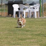 [강아지] <b>모카</b> 코코 크림이 #7