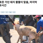 난 정말 <b>돼지들</b>이 불쌍해 죽겠다.