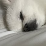 [댓글부탁해] 너네 <b>강쥐</b> 일주일에 몇번 산책함