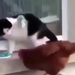 [댓글부탁해] 고양이 <b>인성</b> 빻은거 여기서도 드러나네
