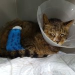 구내염 수술후 일주일 만에 쥐약을 먹고 죽었습니다  (사진이 안보인다고...