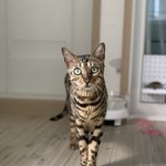 [고양이] <b>로저</b>와 마리3