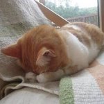 [댓글부탁해] <b>데일리</b> 눈화장 어때
