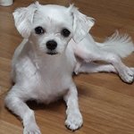 우리집 <b>개</b> <b>조카</b> 시무룩해짐ㅋㅋㅋㅋㅋ