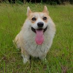 [강아지] <b>웰시</b>코기 살구 이야기1