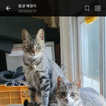 [고양이] 고민해결해주실분~~~ㅠ