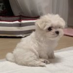 [<b>강아지</b>] 울집 <b>막내</b> 보고갈 사뤰~~