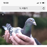 얘들아 돈 벌고 싶으면 <b>비둘기</b> 키워