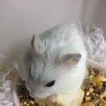 흑 우리집 햄스터 너묵귀여워ㅠㅠㅜ