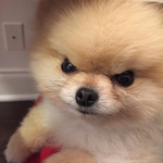 [모두드루와] 화가난 <b>포</b><b>메</b>짤의 진실