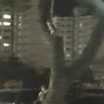 [드루와] 원래 고양이 나무 탐??