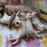 [고양이] 초코랑 <b>사탕</b>이 2