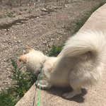 +)삼각 갈색귀 코찡이예요 :3 이어쓰기 !!