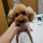 [강아지] 한두달 <b>임시</b>보호처가 되어주세요