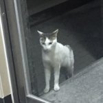 고양이 좋아하는애들아̐̈ 도와줘