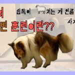 [강아지] 똑똑한 강아지 <b>배변</b>훈련 시켜보니...