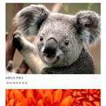 [이거실화냐] 일베 이미지 넣은 메일 돌린 유튜브광고<b>대행사</b> 유커*