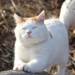항상 공부 안한거에 비해 점수 나름 괜찮은데
