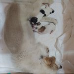 [강아지] 태어난지 2주 된 <b>꼬물</b>이들 소개합니다~