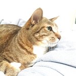 [TXT사진] 태현(<b>반려묘</b>)