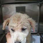 [강아지] 옴에걸린 3개월 꼬맹이 소식