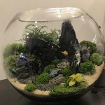 이끼 키우기나 물고기 관심있으신분 ...