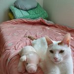 고먐미 <b>모모</b>쉐킷
