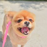 곰돌이/포메라<b>이언</b>/남아(중성화완료)/3.5kg/6살   *사람에게...