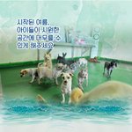 시작된 여름, 유기동물들의 여름나기에 힘이 되어주세요