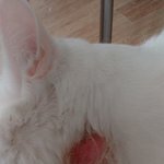 [고양이] 이거 고양이 피부병인가요?