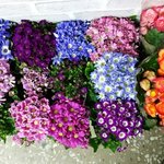 5월의 아침 <b>노원</b> 영광교회를 지나며 찍었던 꽃들 찰칵 ^^