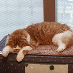 아기냥 <b>호빵이</b>-20