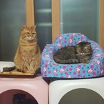 [고양이] 빵꼬네