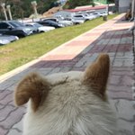 <b>뒤통수</b> 사진 찍기 너무 어려운 코찡 :3