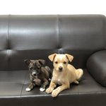 [강아지] 박스에 담겨 버려진 4자매