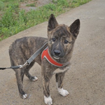 레이/진도견/여아/4개월  *앞발의 흰색<b>무늬</b>가 귀여운 아이예요