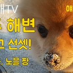 바다 <b>모래</b>를 먹어도되나요? ;;; 한눈파니까..
