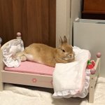 섀도우로도 <b>퍼</b><b>컬</b> 궁예 가능하닛...