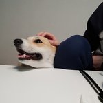 [강아지] <b>웰시</b>코기 살구의 아파트 이야기2