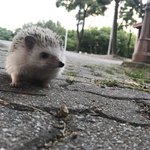 [고슴도치] 은하수 한번만 보고가주세요!-!