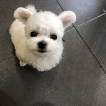 [강아지] 말티즈 꼬미 자랑할게요!!!