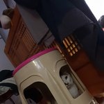 [고양이] 콩이와 휜둥이_[<b>외출</b>냥이]