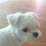 [강아지] 원래 강아지 밥 이렇게 먹나요?