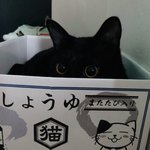 [고양이] 예쁜 고양이 까미 보고 가세여