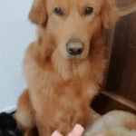 [댓글부탁해] 우리학교에 <b>삭발</b>한 페미 있음